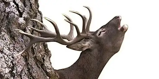 Berrea del venado en la sierra de peñamayor - 18 septiembre