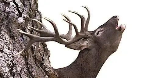 Berrea del venado en la sierra de peñamayor - 26 septiembre