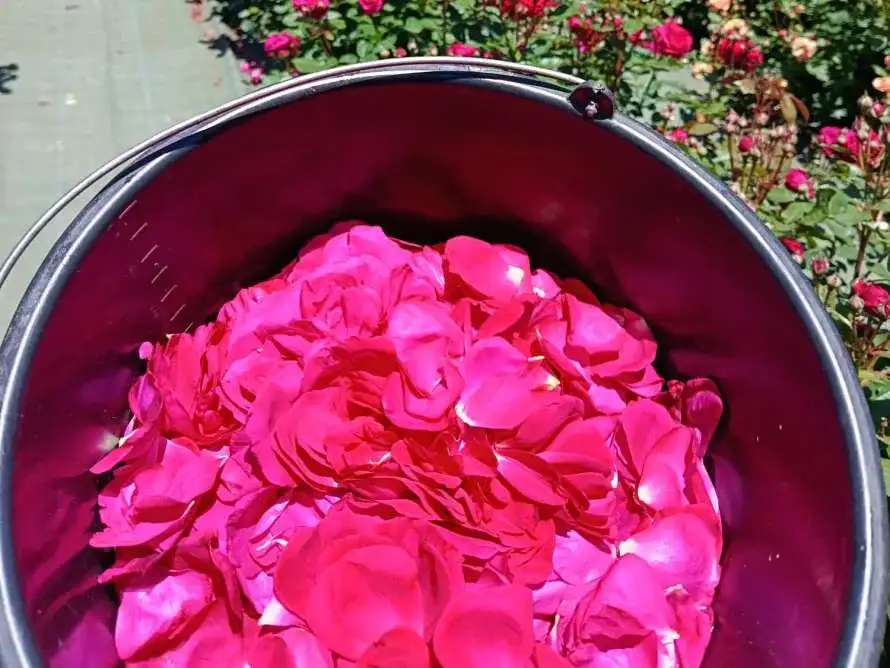 Taller adultos: rosas comestibles
