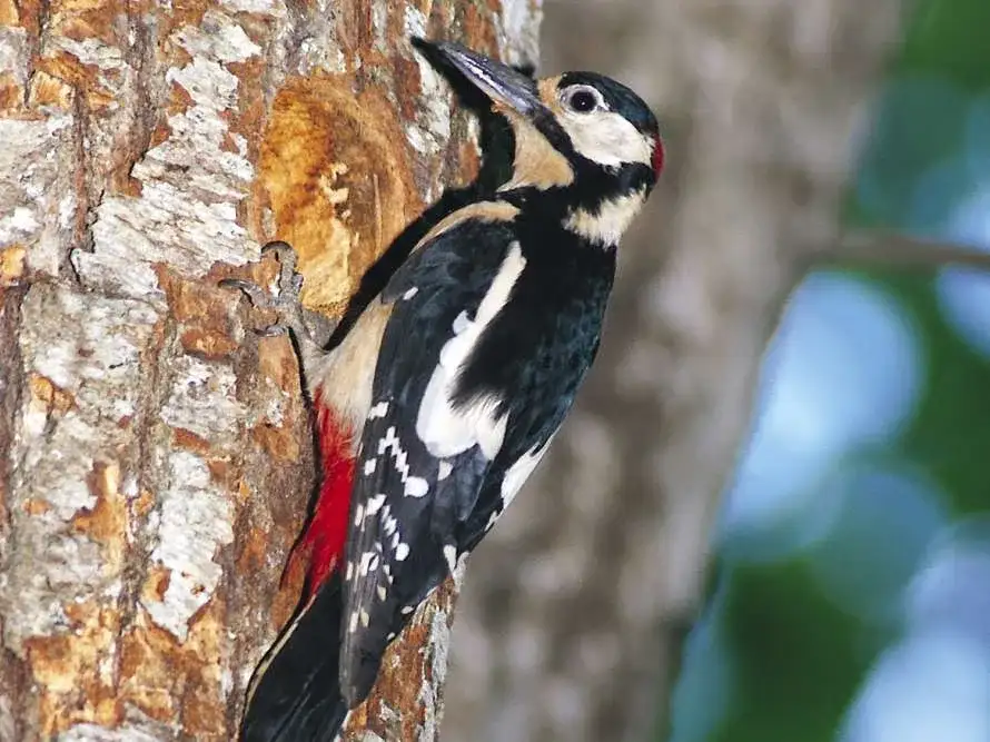 Las aves del botánico