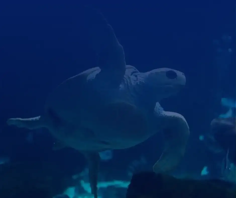 Naturaleza exprés ¡en familia!: TORTUGAS