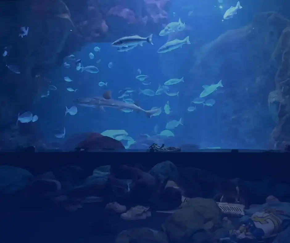 Durmiendo con tiburones