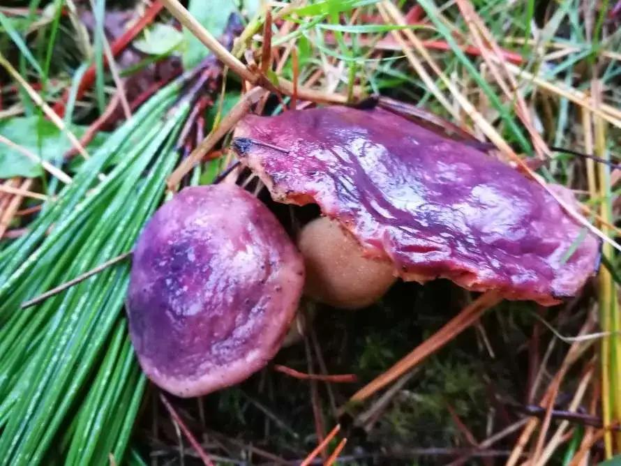 Actividad micológica: "setas de otoño"