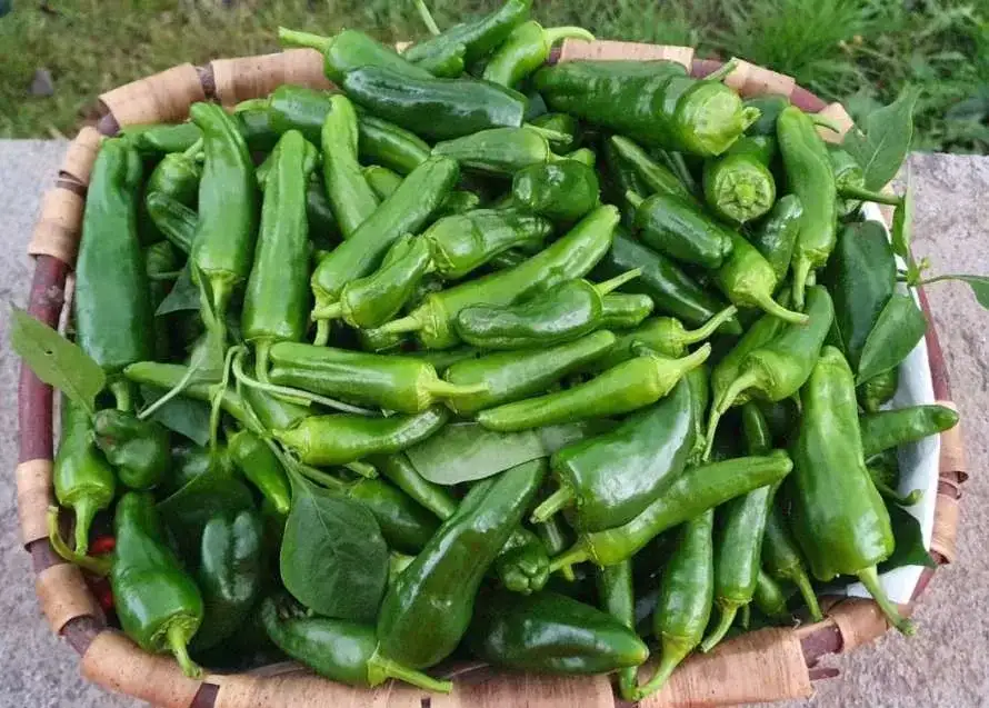 Taller familiar: cocina con la huerta de temporada