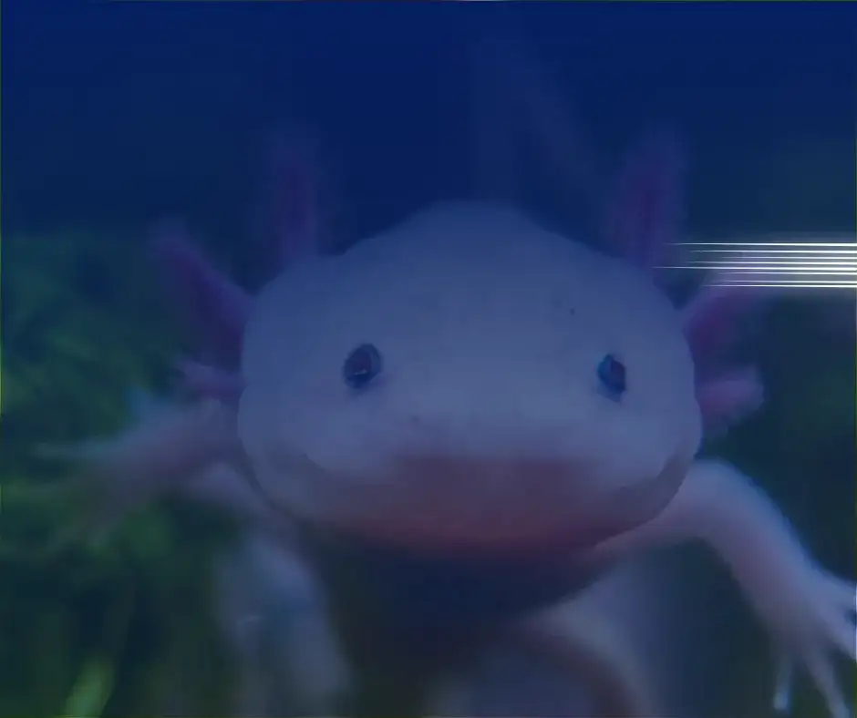 Peque encuentros: AJOLOTE
